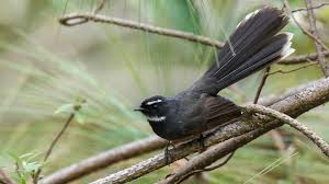 Photo Sapa Fansipan Mountain Birding Tour 5 Days